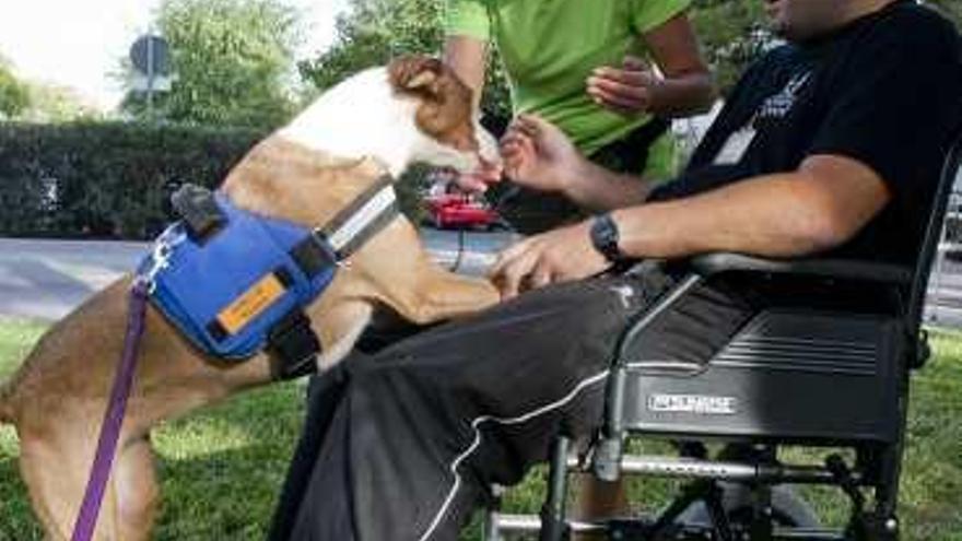 Terapias con perros para discapacitados