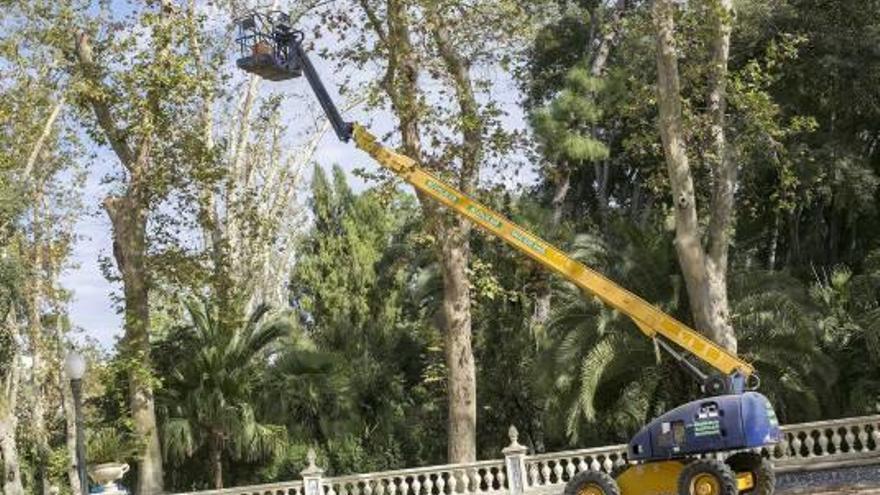 El PP critica la poda de plataneros en Ribalta y pide un informe técnico