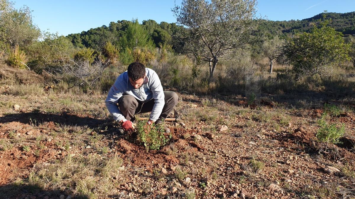 Plantación de la Jara de Cartagena en Riba-roja de Túria