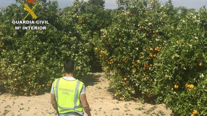 Un agente en uno de los campos afectados por el fraude.