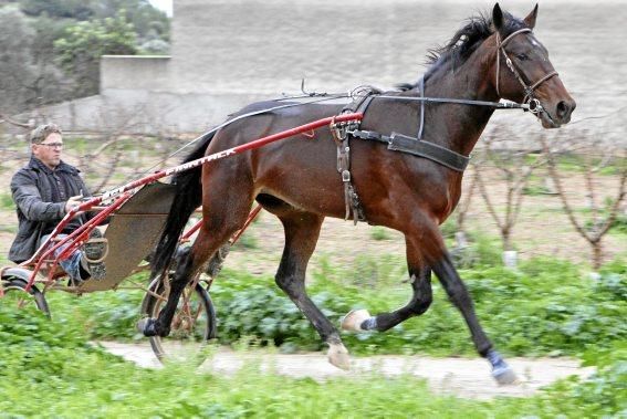 Pep Rotger trainiert Trabhengste in Selva. Der Sport ist beliebt, wird aber nicht so professionell wie in Frankreich betrieben. Charme hat er trotzdem.