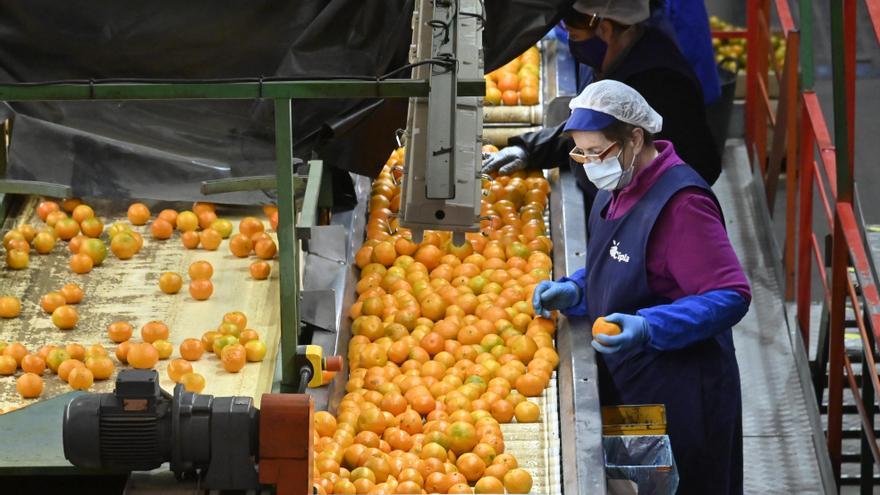 La Unió pide la suspensión de las importaciones de naranjas por las plagas