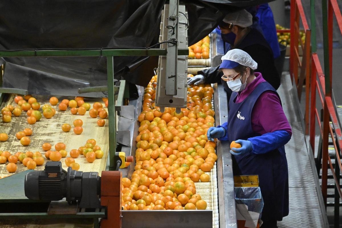 Imagen de archivo de una trabajadora en una cooperativa de la provincia.