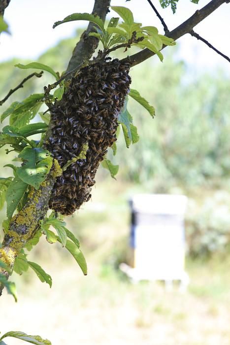 Der Regen im Mai hat den Pflanzen einen zweiten Frühling und den Bienen Pollen sowie Nektar beschert. Der Imker Gori Lladó umsorgt sie und experimentiert mit ökologischen Methoden und neuen Formen für