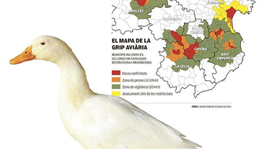 Agricultura tem l&#039;impacte de la grip aviària en l&#039;exportació de carn i ous