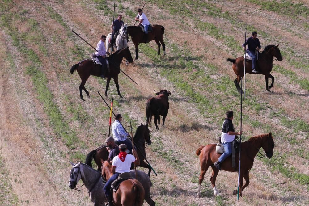 Encierro en Sanzoles (Zamora)