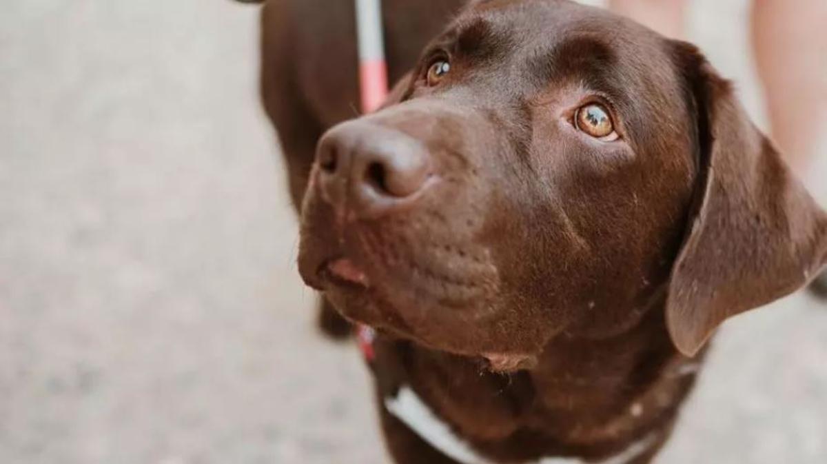 Wer kriegt den Hund? Nach Trennungen ist das oft ein Streitpunkt zwischen Ex-Partnern