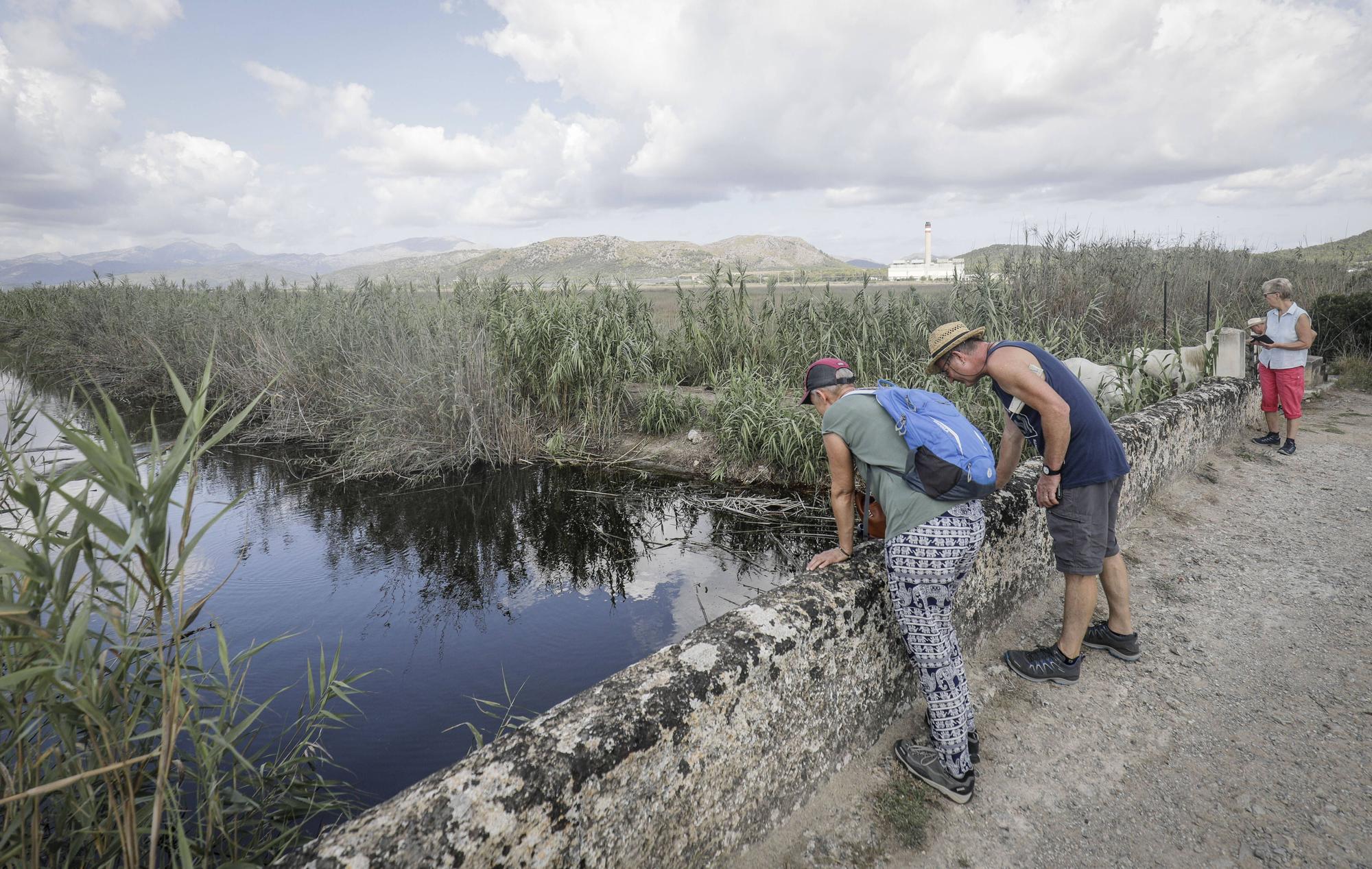 S’Albufera de Mallorca agoniza: Ganan los intereses hoteleros y agrícolas