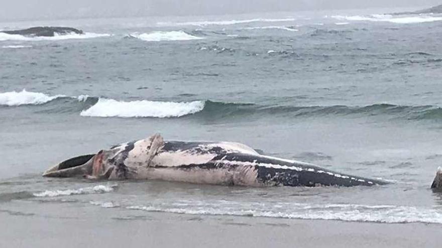 Ejemplar hallado ayer en la playa de Balarés, en el concello coruñés de Ponteceso. // E.P.