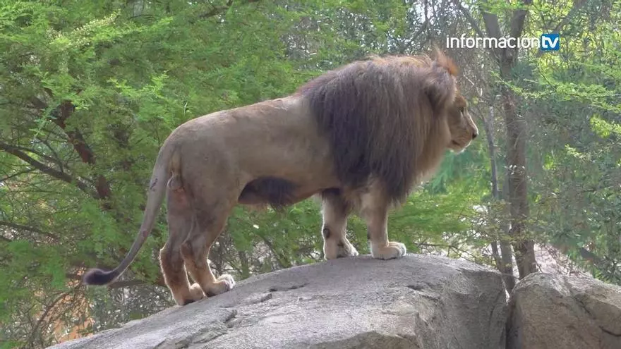 BIOPARC Valencia celebra el Día Mundial del León