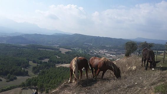 Pastura. Dos cavalls i un ruquet pasturen tranquil·lament pel prat encara que les herbes no són gaire verdes, però sí que gaudeixen d’un bon paisatge.