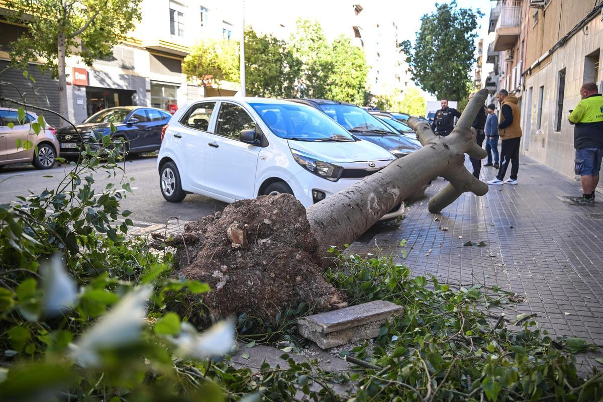 Decenas de incidencias en Elche por las fuertes rachas de viento
