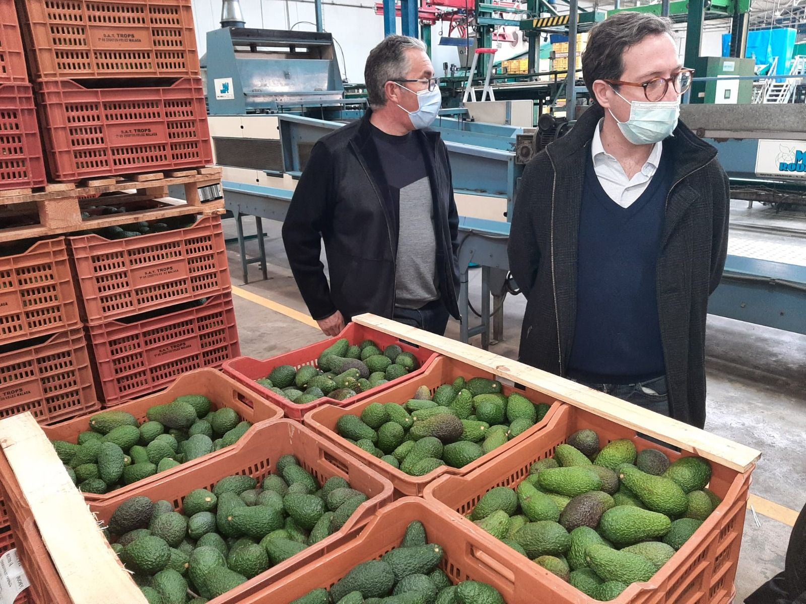 El aguacate es otro de los cultivos que más está creciendo en Callosa d&#039;en Sarrià.