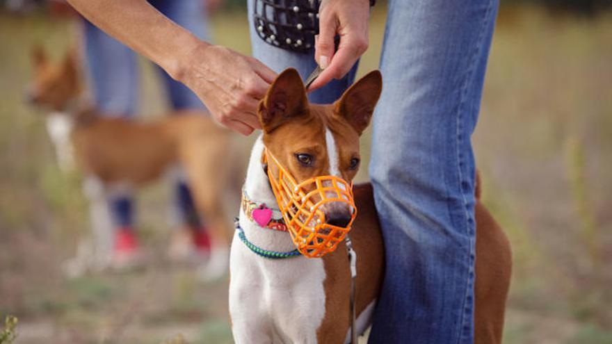 Un perro con un bozal en un parque