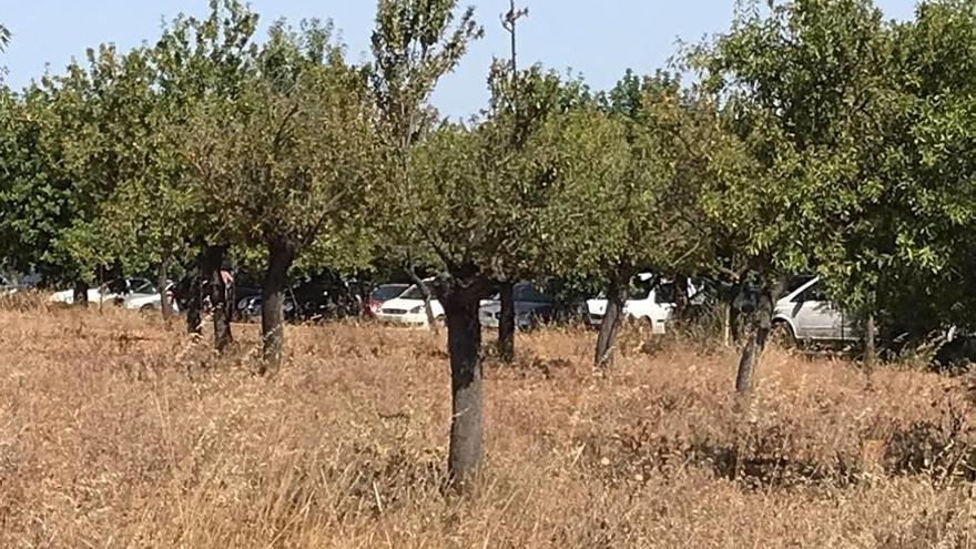 Una hilera de coches aparcadas en la finca de Consell donde se organizan las fiestas.