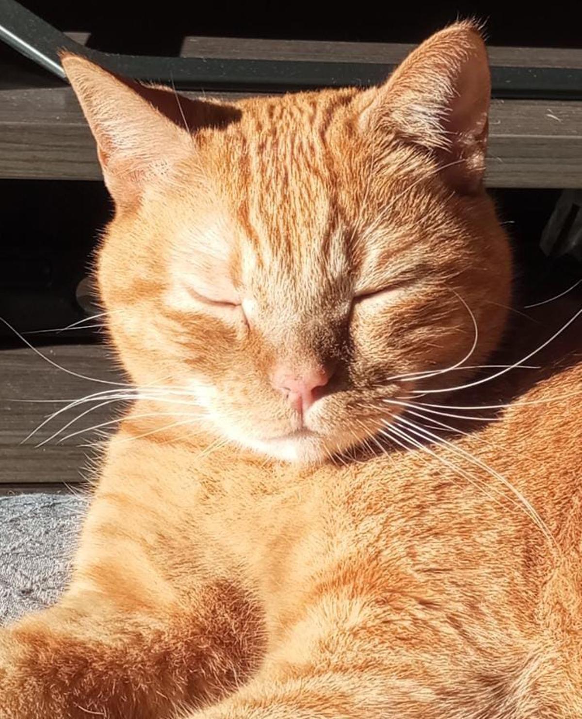 Tyga tomando el sol.