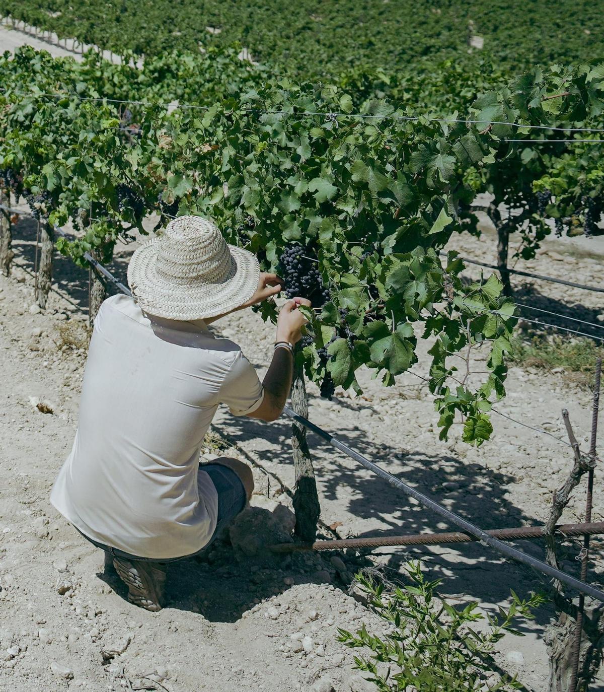 La vendimia es el momento de recoger el fruto de una cosecha marcada por el clima, la experiencia y el conocimiento de quienes cultivan la viña.