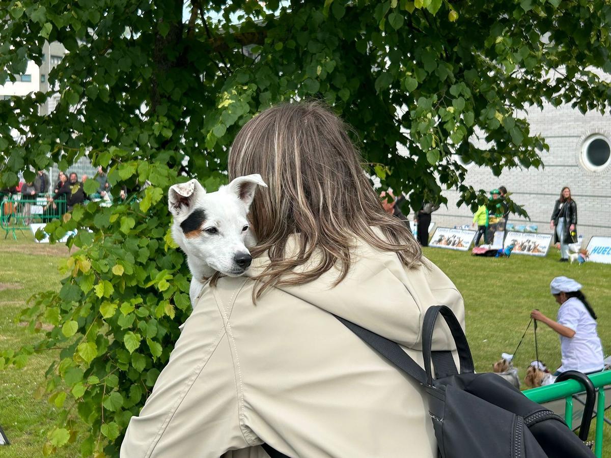 EN IMÁGENES: Así fue el certamen canino "Canstrillón" de Piedras Blancas por San Isidro