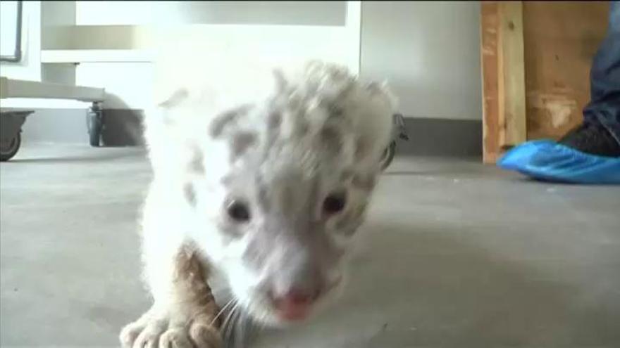 La tendra imatge d'uns cadells de tigre blanc nounats