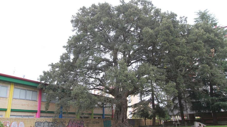 La Sobreira de Loña, el único árbol singular de la ciudad incluido en el registro hasta ahora. |   // IÑAKI OSORIO