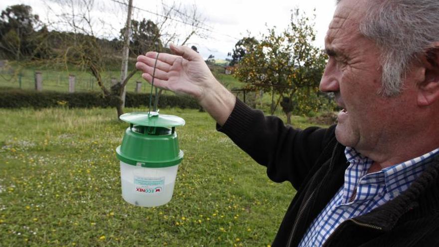 El gijonés Tino Llano, en su casa de Montiana, mostrando la trampa con feromonas para atrapar las polillas.