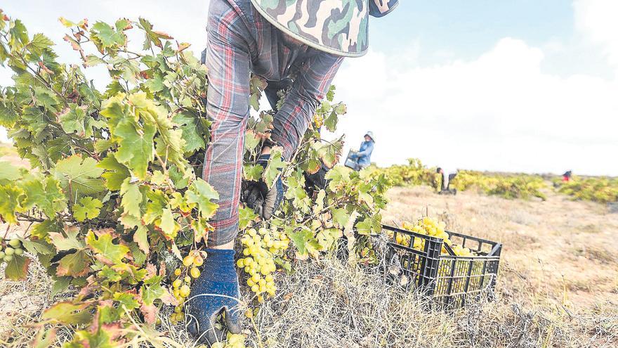 La sequía y el abandono de campos dejan la producción provincial de vino en mínimos históricos