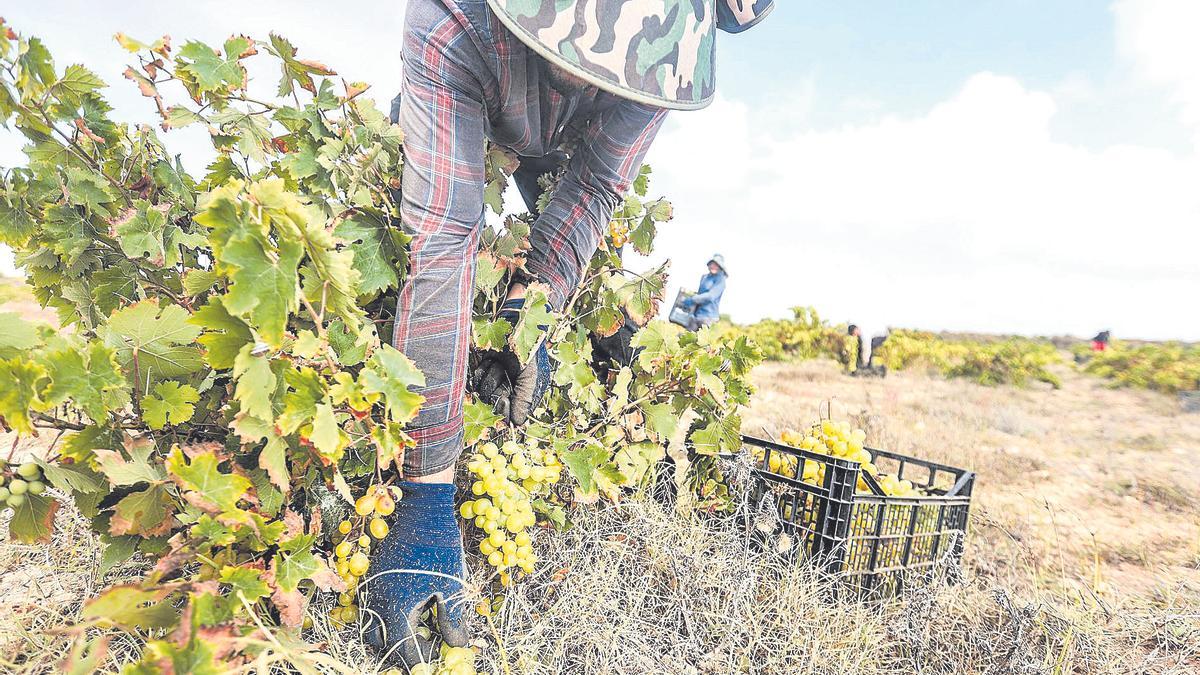 Recolección de uva para la elaboración de vino este pasado verano en una de las plantaciones de la provincia