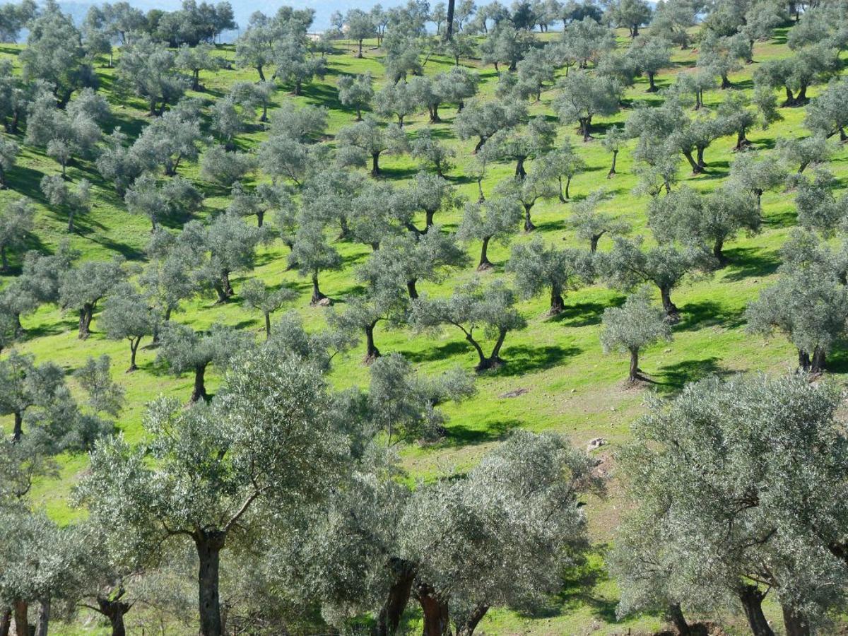 El exitoso plan ‘Olivares vivos’ se extiende por España y Europa