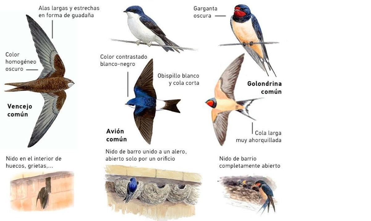 Las tres especies