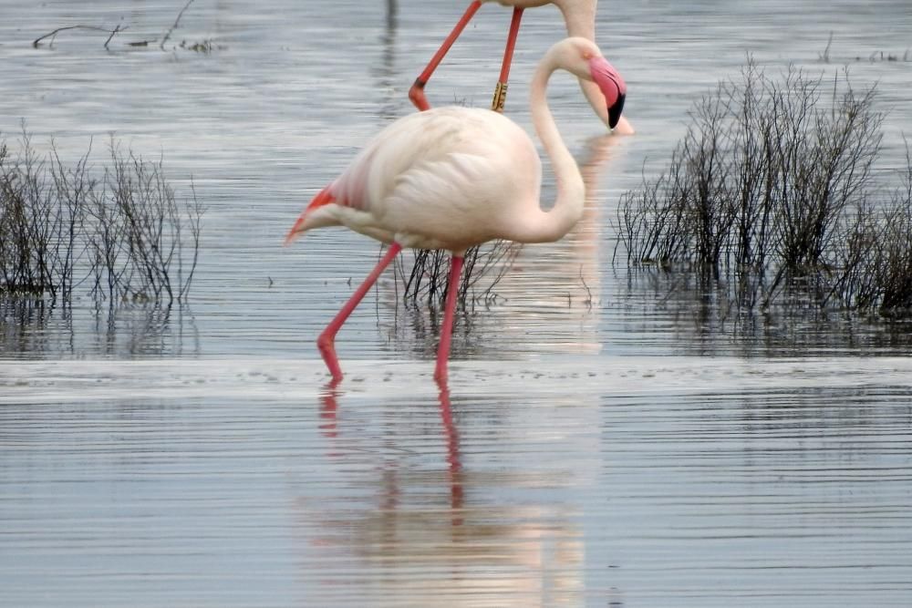 Flamencos y todo tipo de aves en la Laguna de Villena