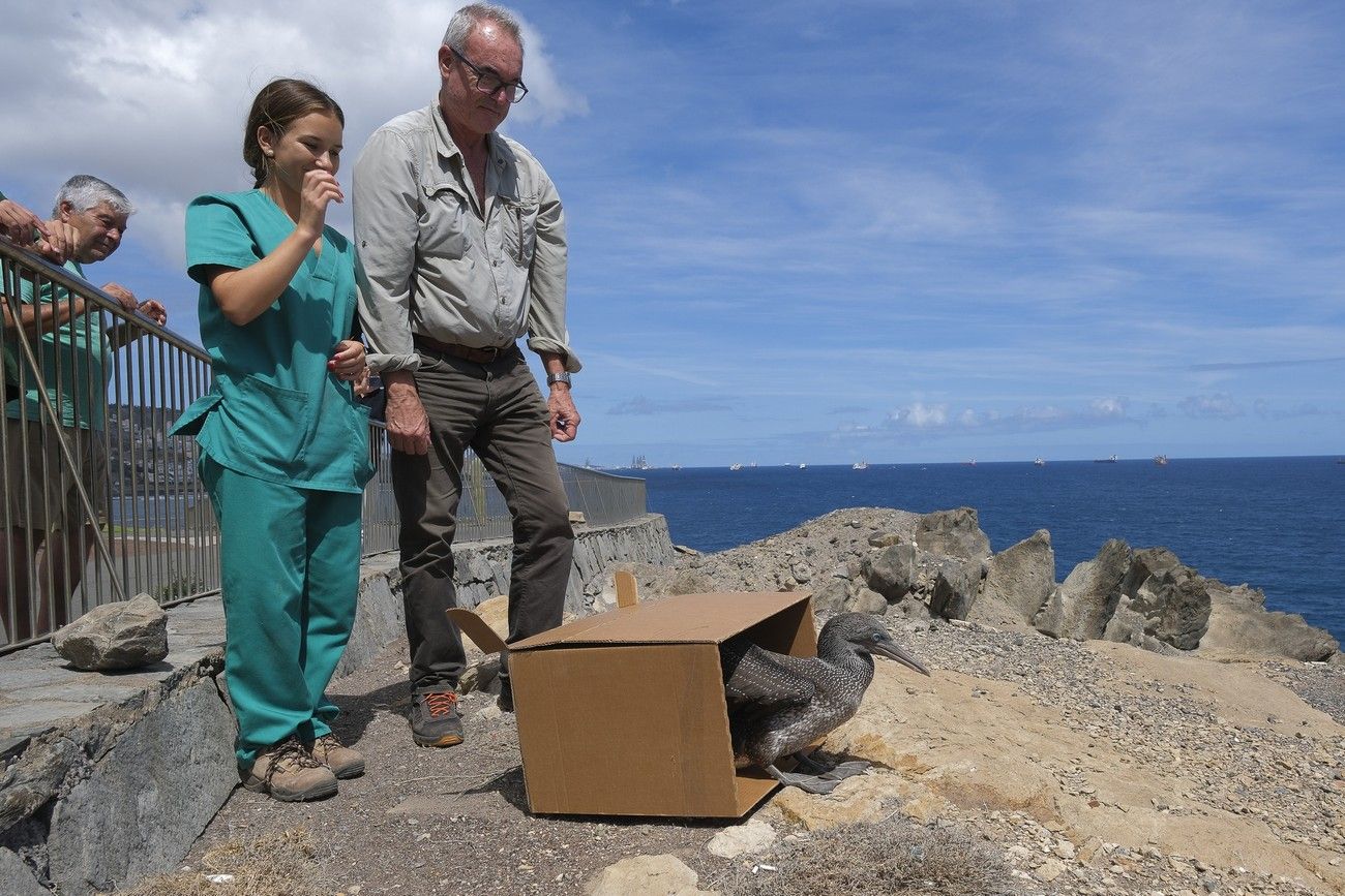 Suelta de un alcatraz en La Laja