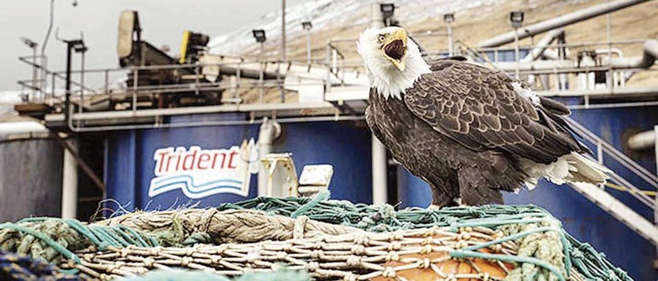 Un águila americana, en las instalaciones de Trident Seafoods en Akutan (Alaska). // Trident