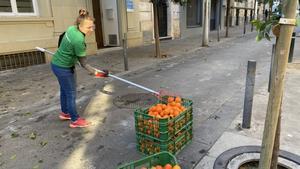 Primera cosecha de mermelada de naranjas del Eixample