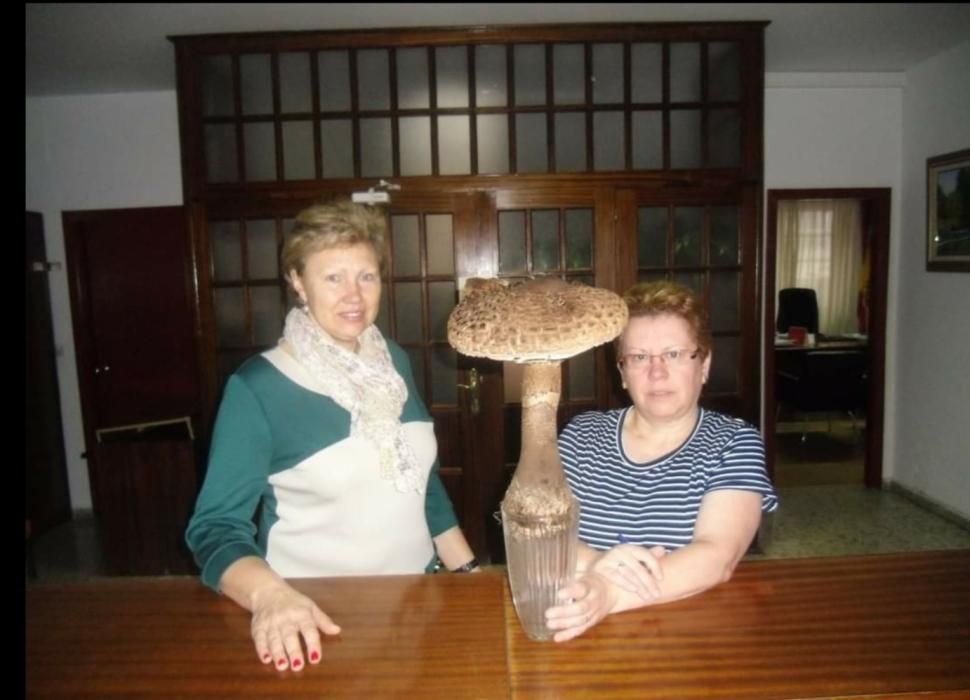 Hace cinco años, un vecino de la localidad ourensana halló otra seta gigante del género Lepiota que regaló a la alcaldesa