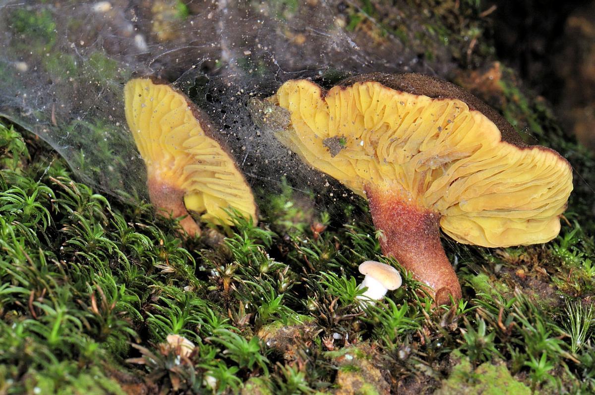 Una de las coloridas especies estudiadas.