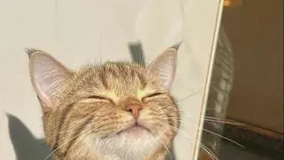 Ni dos días ni una semana: este es el tiempo máximo que pueden estar tus gatos solos en casa
