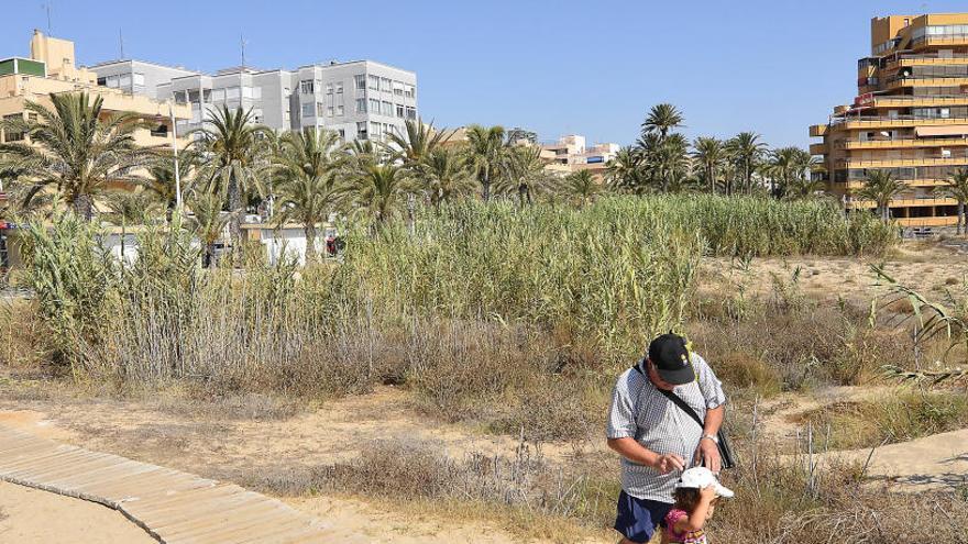 Una zona de cañas en Arenales del Sol, donde suelen acumularse los mosquitos