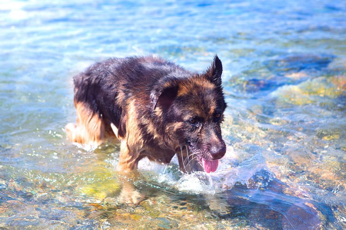 Dogs are welcomed in some Ibiza's beaches.