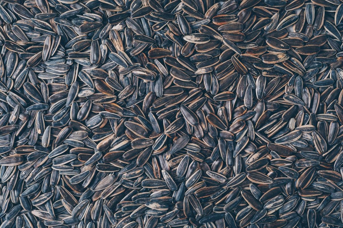Las semillas de girasol previenen las enfermedades cardiovascular