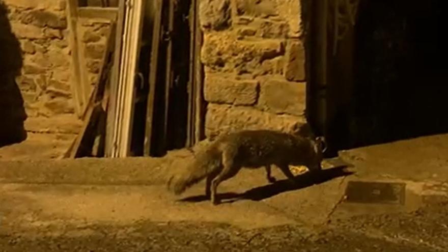 VÍDEO: Las meriendas de &quot;Pastor&quot;, el zorro que todos los días acude a alimentarse con una familia de Villaviciosa