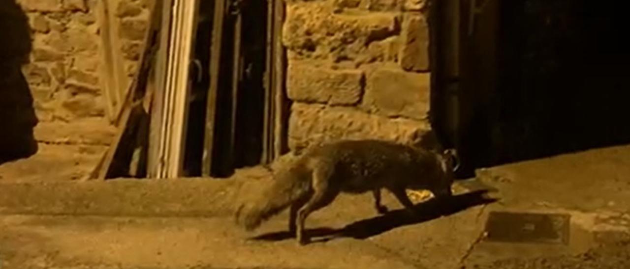 VÍDEO: Las meriendas de "Pastor", el zorro que todos los días acude a alimentarse con una familia de Villaviciosa