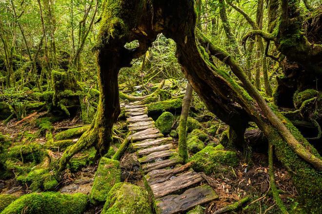 senderos de Yakushima