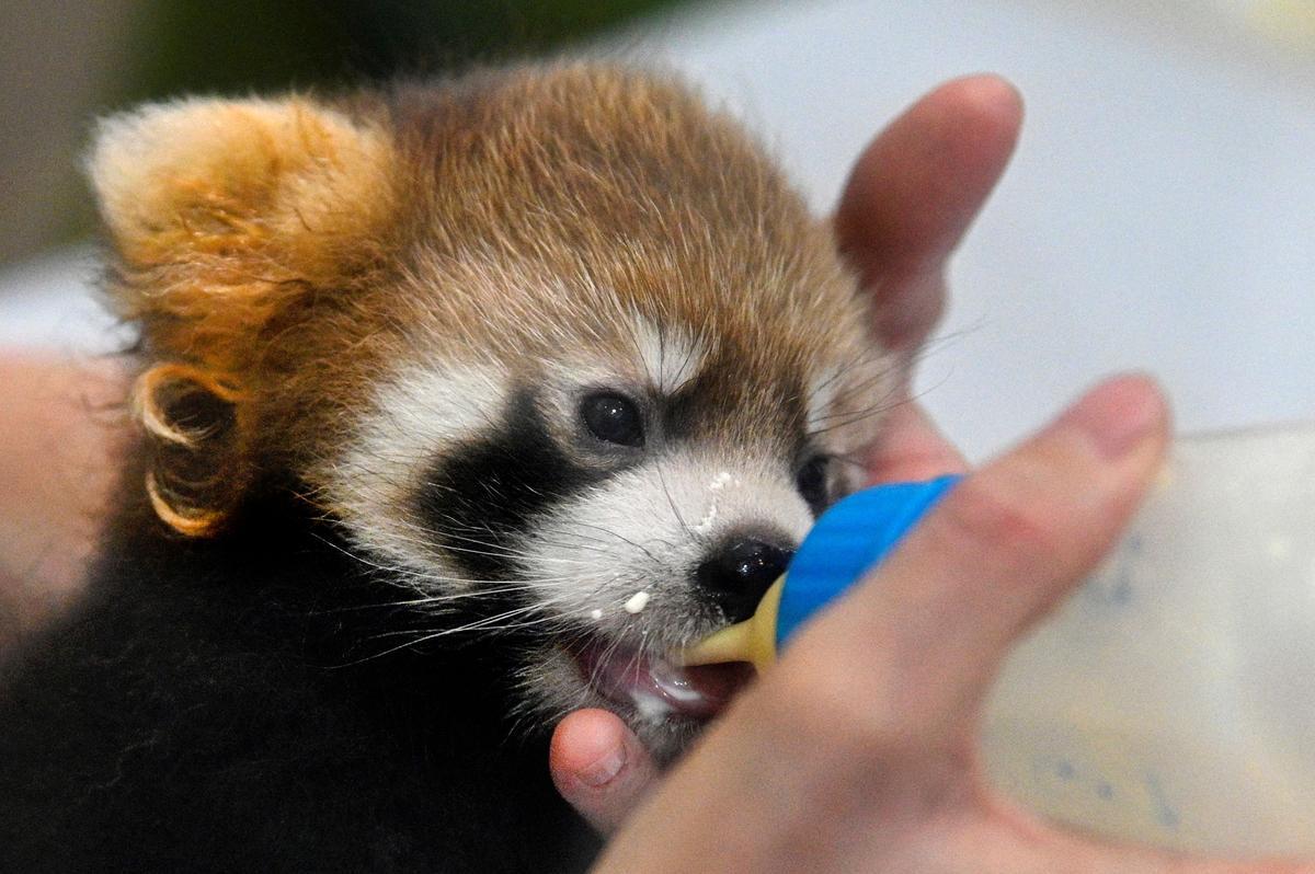 Dos cachorros de panda rojo, presentados en Yokohama