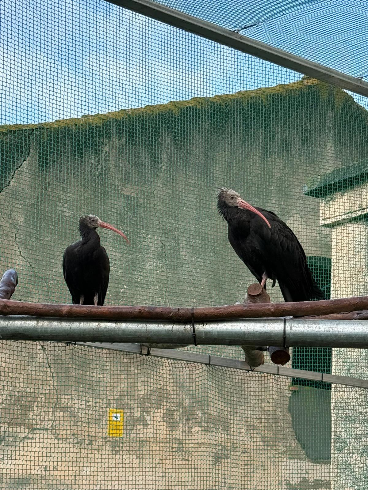 Ibis del Zoo Vienna.