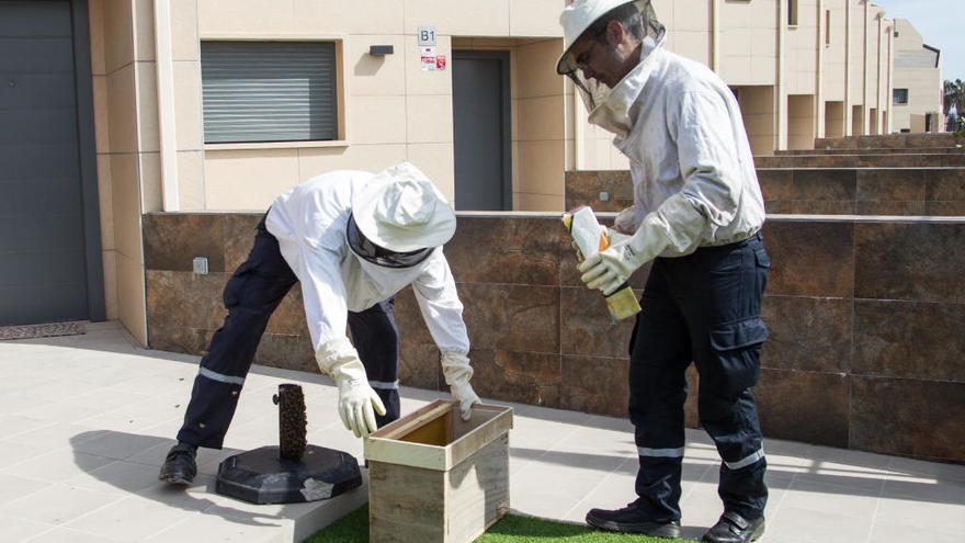 Los bomberos «rescatan» unas 2.000 abejas de una vivienda en El Campello