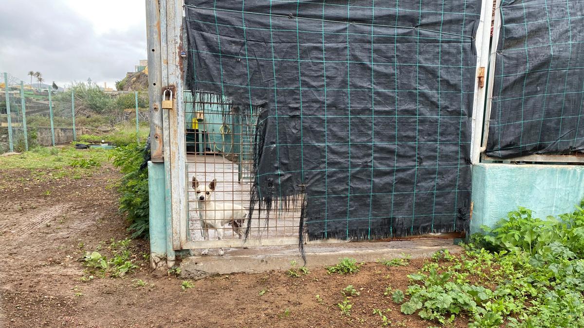 Uno de los perros recogidos permanece en el pasillo, que no se encuentra techado, ante la escasez de jaulas.