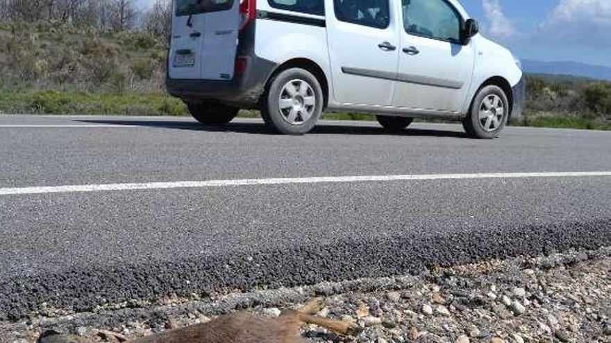 Un corzo muerto, consecuencia de un accidente en Sanabria.