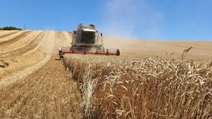 Una cosechadora trabaja en un campo de cereales en Castilla y León.