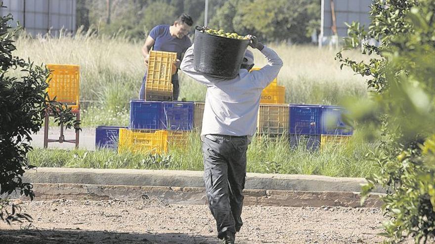 El sector citrícola estudia 60 nuevas variedades para alargar la campaña