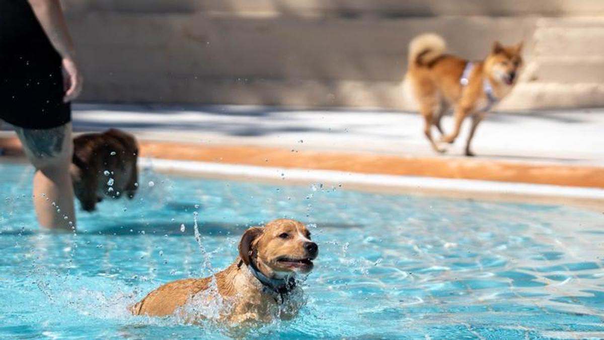 Galería | Las imágenes de las 'Patas al agua' en Mérida